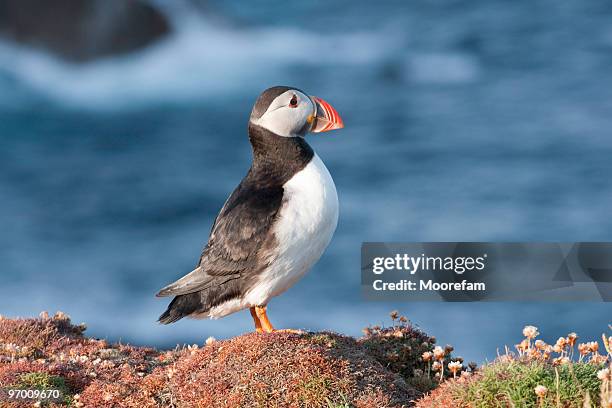 puffin at sumburgh head shetland islands - puffin stock pictures, royalty-free photos & images