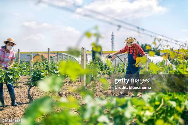 vintner spraying chemicals on vine grapes - cabernet sauvignon grape stock pictures, royalty-free photos & images