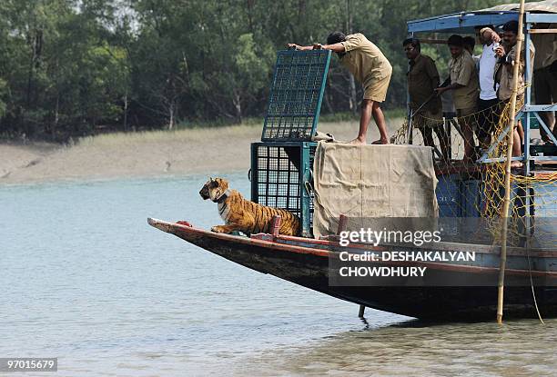 Indian forest workers release a tigress wearing a radio collar in Storekhali forest in the Sundarbans, some 130 km south of Kolkata, on February 24,...