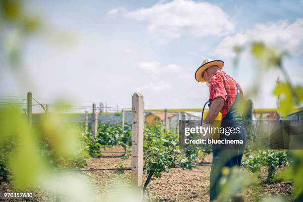 vintner spraying chemicals on vine grapes - cabernet sauvignon grape stock pictures, royalty-free photos & images