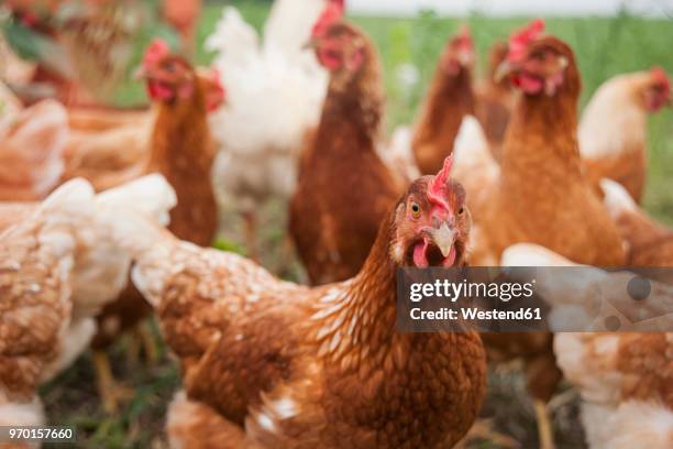 germany, chicken on farm - chickens imagens e fotografias de stock