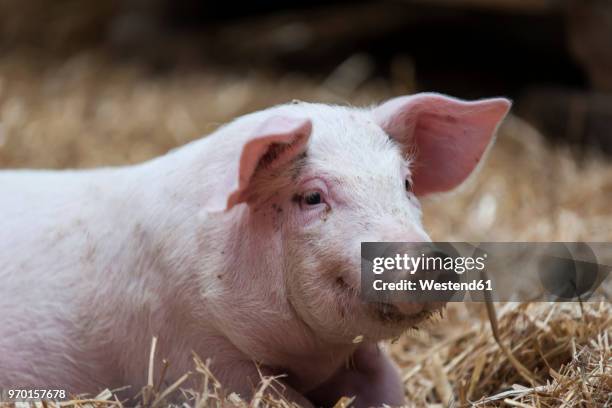 germany, farrow on farm - pig fotografías e imágenes de stock