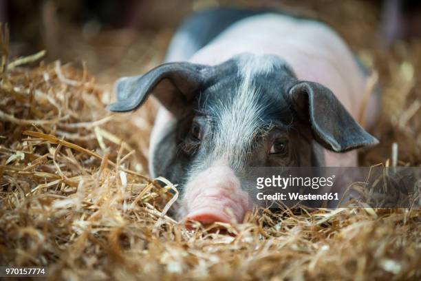 germany, farrow on farm - varkenshok stockfoto's en -beelden
