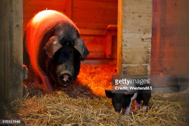 germany, sow and farrow in pigsty on farm - infrared lamp 個照片及圖片檔