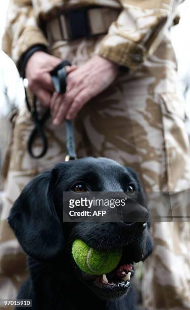 Arms and Explosives Search Dog 'Treo' is held by his handler Sergeant Dave Heyhoe before being presented with the PDSA Dickin Medal, the animal...