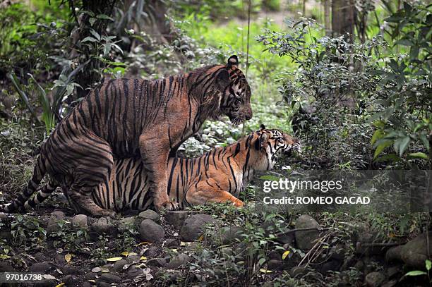 Pair of endangered Sumatran tigers named "Sambeng" and "Trenggani" mate inside their enclosure at Ragunan Zoo in Jakarta on February 12, 2010....