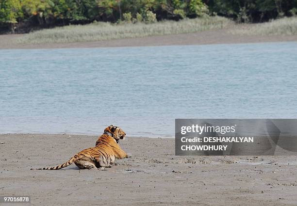 An Indian tigress wearing a radio collar stumbles, as an effect of tranquilizers still wearing off, in the mud by a river after being released by...