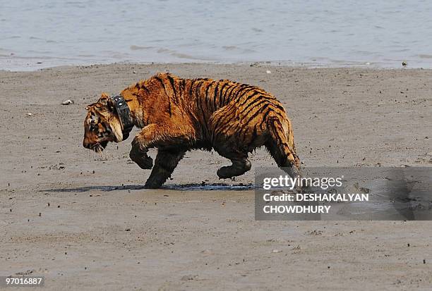 An Indian tigress wearing a radio collar sturggles to keep her balance, as an effect of tranquilizers still wearing off, in the mud by a river after...