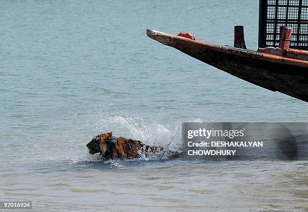 An Indian tigress wearing a radio collar jumps into the river from a boat as she is released by wildlife workers in Storekhali forest in the...