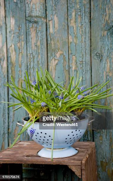 grape hyacinths growing in enamel colander - colander stock pictures, royalty-free photos & images
