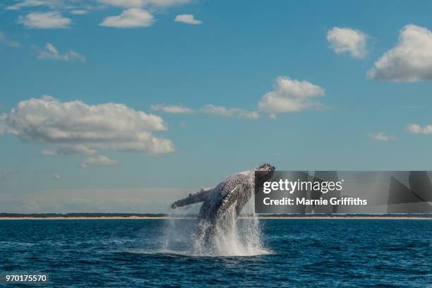 humpback whales in the sunshine - animals breaching stockfoto's en -beelden