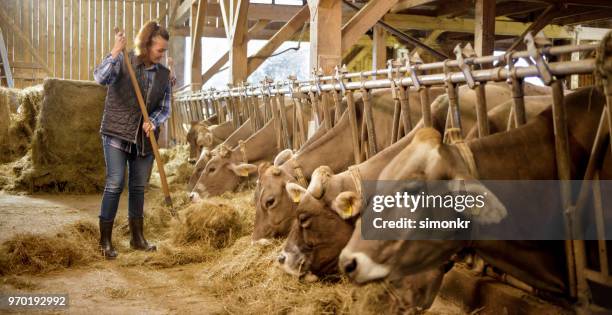 femme alimentation herbe sèche aux vaches - étiquette d'identification du bétail photos et images de collection