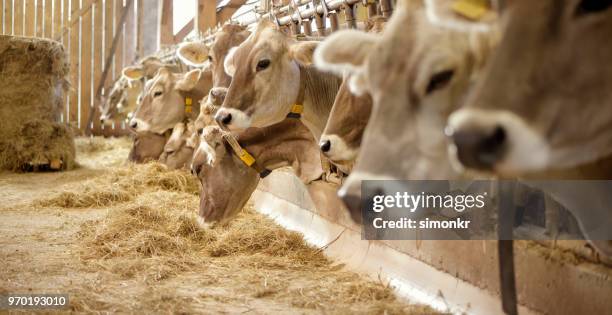 cows in shed - cows eating stock pictures, royalty-free photos & images