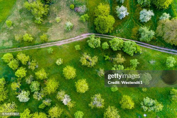 germany, baden-wuerttemberg, swabian franconian forest, rems-murr-kreis, aerial view of meadow with scattered fruit trees and dirt road - baden baden aerial fotografías e imágenes de stock