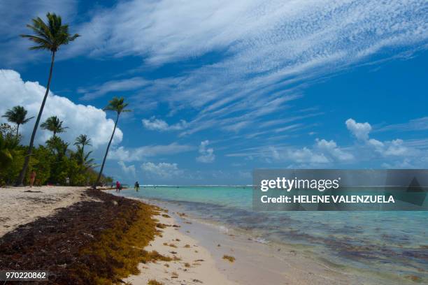 Picture taken on April 23, 2018 shows sargassum seaweed on Bois Jolan beach in the city of Saint-Anne on the French Caribbean Island of Guadeloupe.