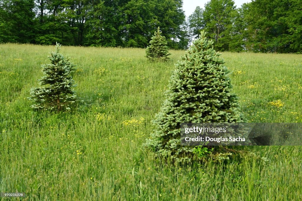 Cut your own Christmas tree farm