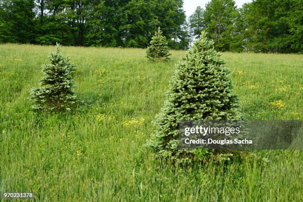 cut your own christmas tree farm - balsam fir tree stock pictures, royalty-free photos & images