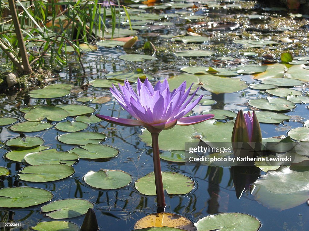 Water Lily