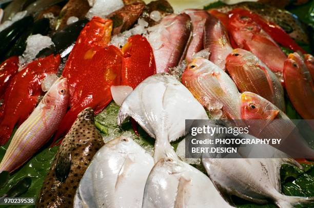 Vaaka Fish 131 Mr Bert Fish Stock Photos, High-Res Pictures, and Images - Getty Images