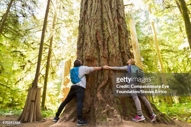 couple hugging large tree in forest - tofino foto e immagini stock