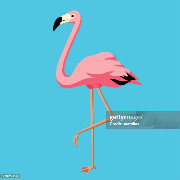 ilustrações, clipart, desenhos animados e ícones de flamingo - zoologia
