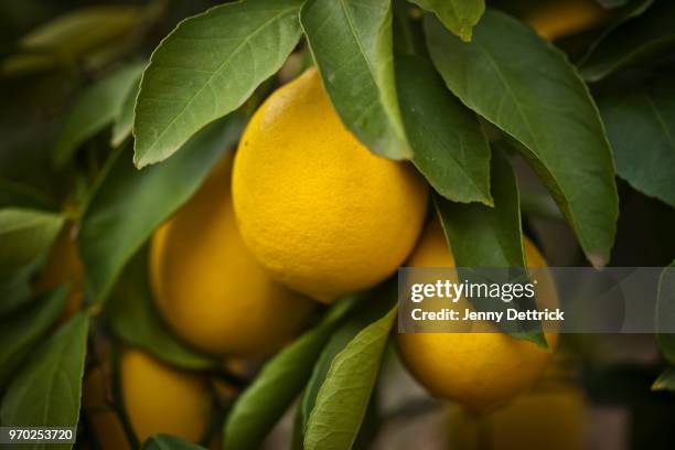 lemons on a tree - albero di limone foto e immagini stock