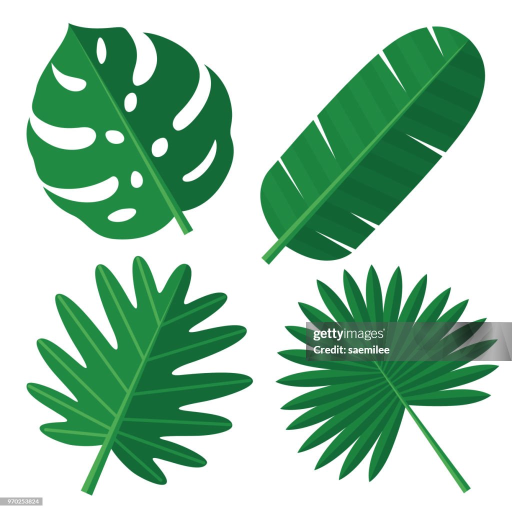 Feuilles tropicales