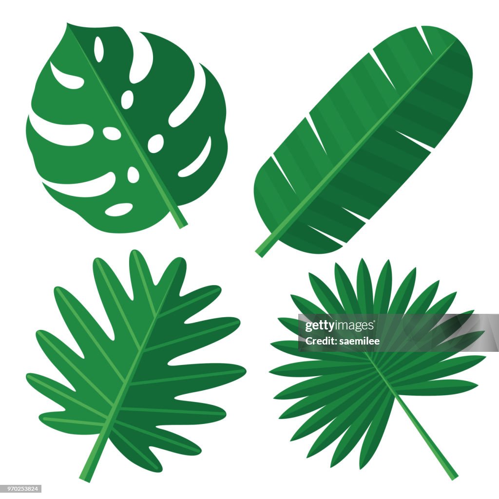 Tropical Leaves