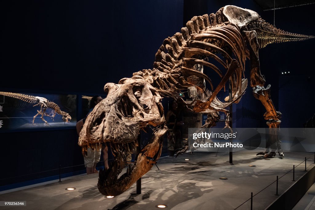 A Tyrannosaurus rex In Paris