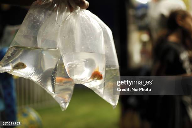 Fish in plastic bags, won at a game booth, are held by a funfair attendee at a small community carnaval, in Wyndmoor, PA, just outside Philadelphia,...