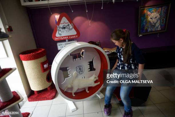 Achilles the cat, one of the State Hermitage Museum mice hunters, runs in an exercise wheel at the "Cat Republic" cafe in Saint Petersburg on June 7,...