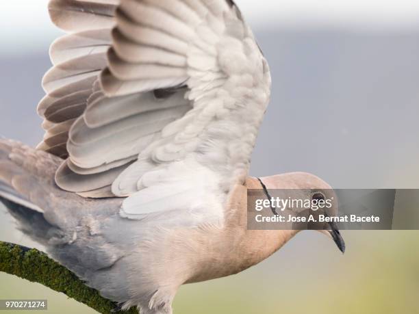 close-up of eurasian collared dove, (streptopelia decaocto). - columbiformes stock-fotos und bilder