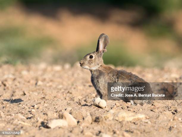 rabbit adult going out of his burrow, considered as plague. ( species oryctolagus cuniculus.) - rabbit burrow stock-fotos und bilder