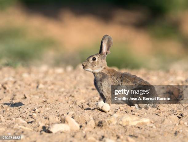 rabbit adult going out of his burrow, considered as plague. ( species oryctolagus cuniculus.) - rabbit burrow stock pictures, royalty-free photos & images