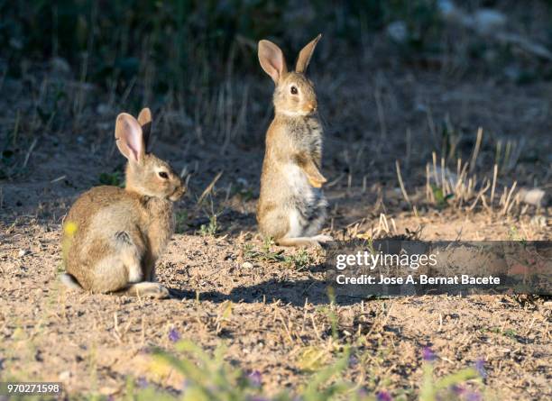 group of rabbits juveniles going out of his burrow, considered as plague. ( species oryctolagus cuniculus.) - rabbit burrow stock pictures, royalty-free photos & images