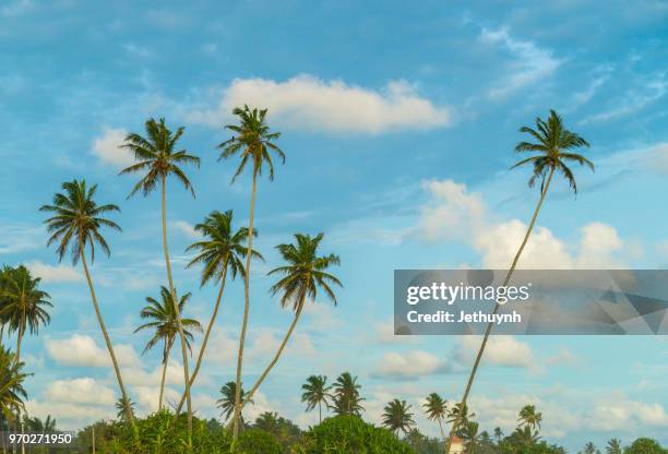 coconut trees against blue cloudy sky - phu yen province stock pictures, royalty-free photos & images