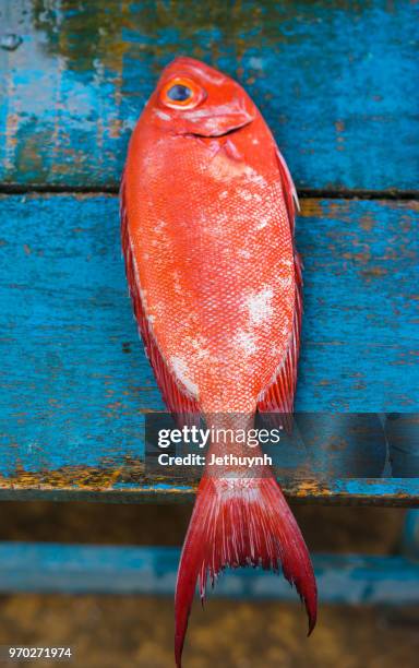 red fish in blue wooden table - phu yen province stock pictures, royalty-free photos & images