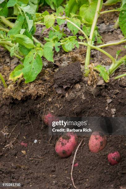 partially buried red potatoes being harvested in the garden - yukon gold stock pictures, royalty-free photos & images