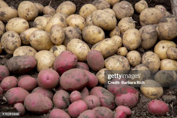 freshly harvested potatoes from the garden - yukon gold stock pictures, royalty-free photos & images