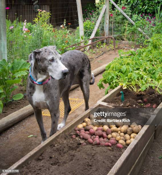 great dane standing next to recently harvested potatoes in raised garden beds - yukon gold stock pictures, royalty-free photos & images