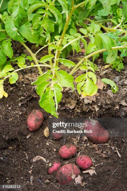 partially buried red potatoes being harvested in the garden - yukon gold stock pictures, royalty-free photos & images