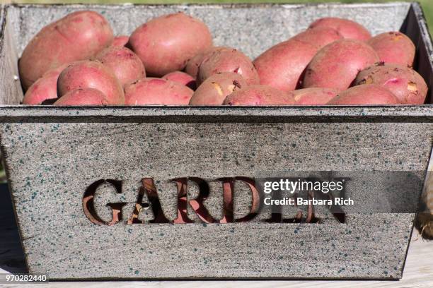 harvested red potatoes displayed in garden container - yukon gold stock pictures, royalty-free photos & images