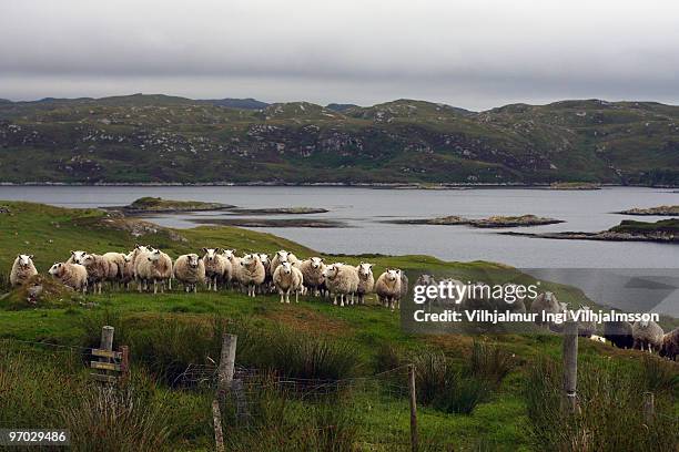 cheviot sheep standing in line - cheviot hills stock-fotos und bilder