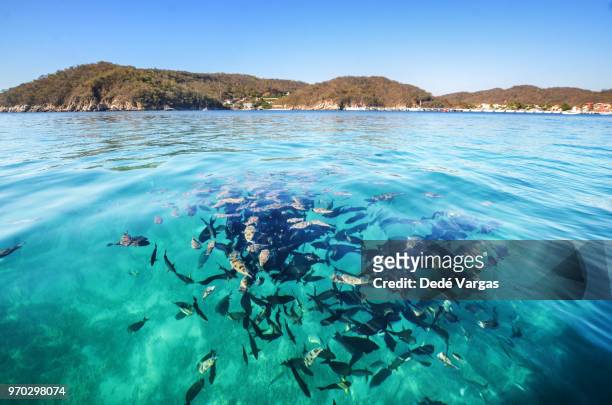 fish in the sea of puerto escondido in mexico - puerto escondido stock pictures, royalty-free photos & images