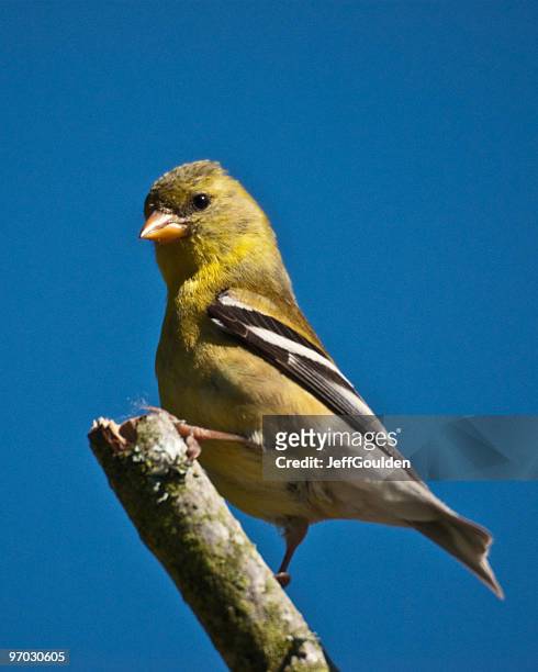 american goldfinch perched on a branch - jeff goulden stock pictures, royalty-free photos & images