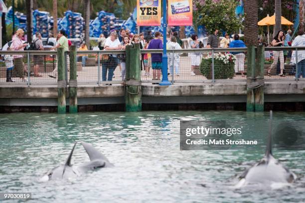 Guests watch an orca display near the exit of SeaWorld February 24, 2010 in Orlando, Florida. A female trainer who presumably slipped and fell in to...