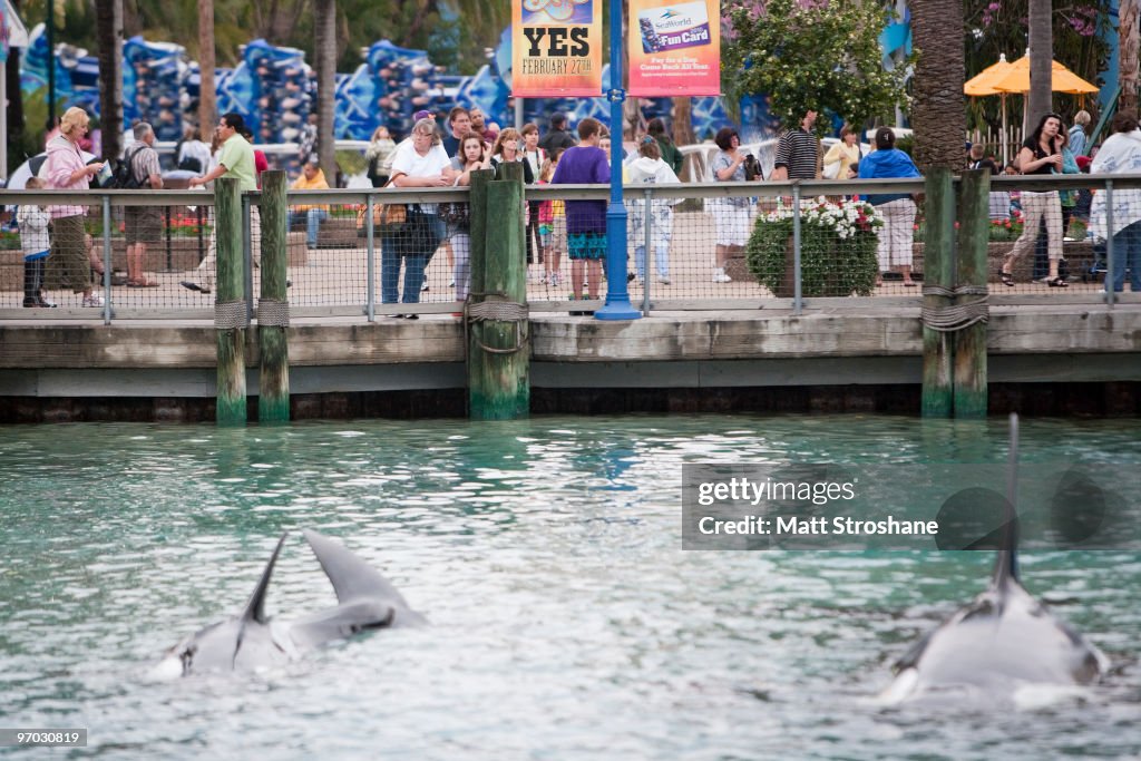 Killer Whale Kills Trainer Before Show At SeaWorld