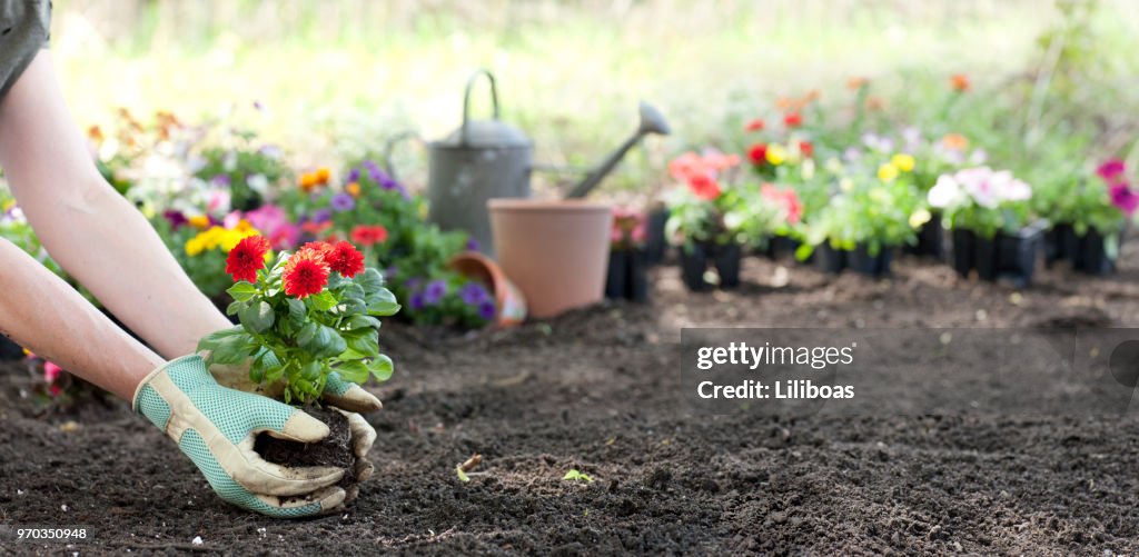 Woman gardening in springtime and planting Dahlia flowers