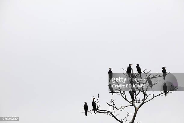 Wildlife-Hongkong-birds,FEATURE BY JOHN SAEKI Cormorant birds perch in a tree near the Mai Po nature reserve, sandwiched between Hong Kong and the...