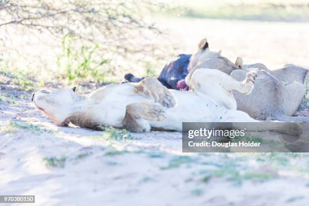 a lion has a well deserved nap in the sand after a big meal, kgalagadi transfrontier park, south africa - キッカーロック ストックフォトと画像